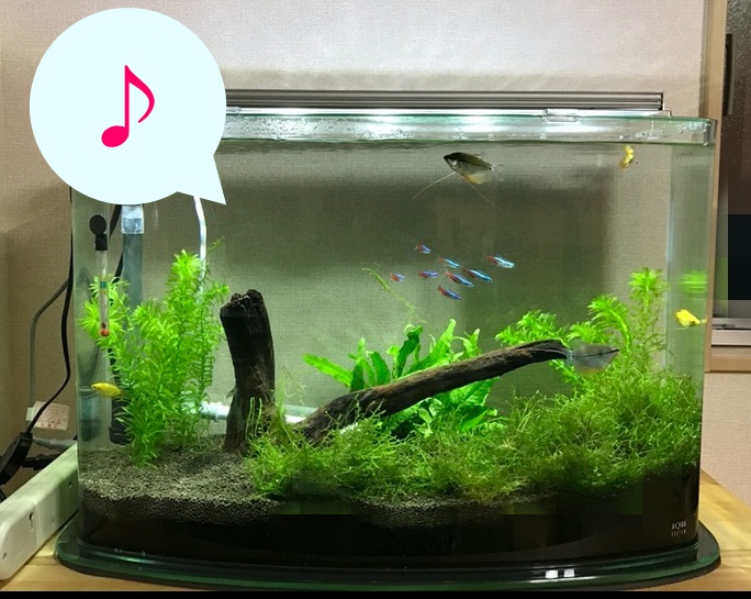 【60cmASP水槽/ルノアール600】水槽サイズアップ&中型魚に挑戦！ 主婦の買い物帳