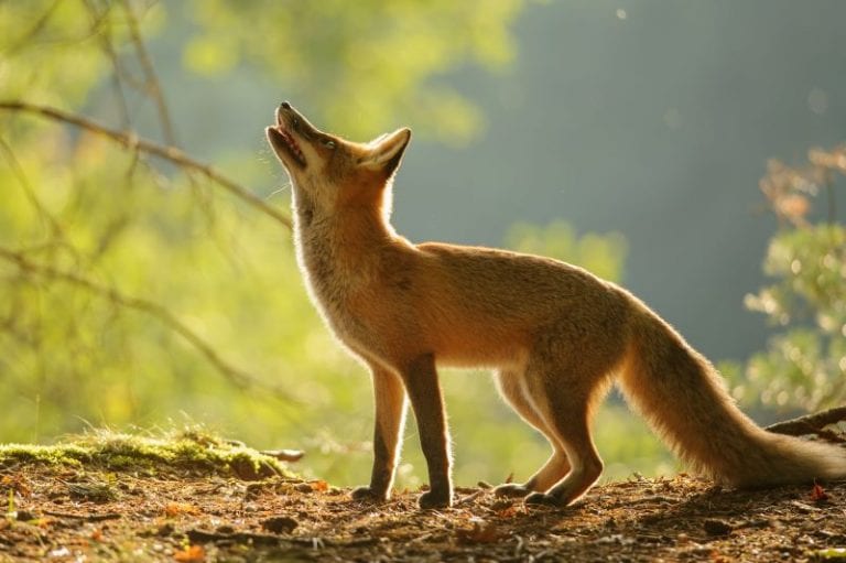 How To Keep Foxes Off Your Property Shumaker Animal Control