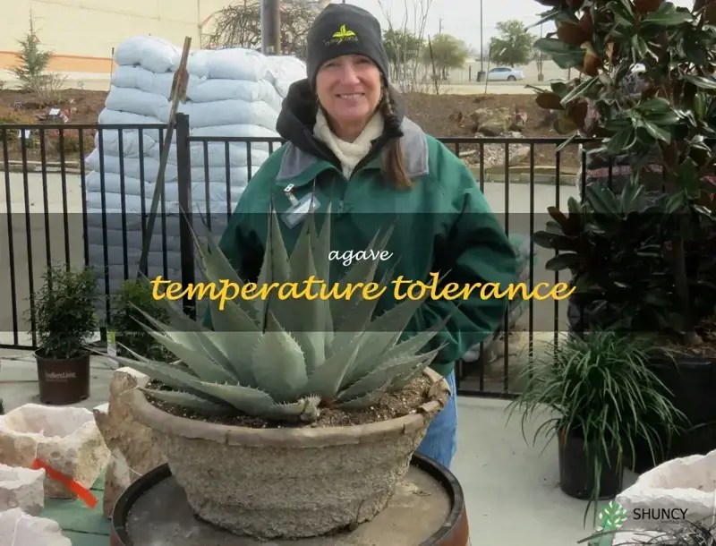Surviving The Heat Understanding The Agave's Temperature Tolerance