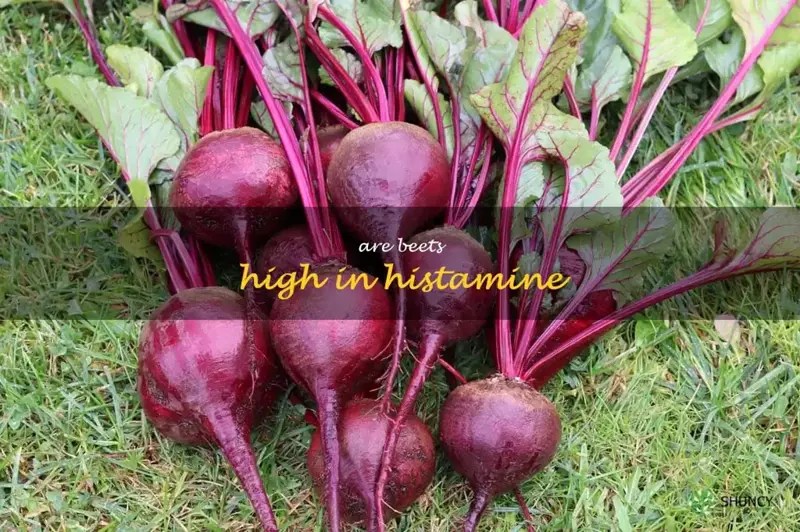 The Surprising Histamine Content Of Beets What You Need To Know ShunCy