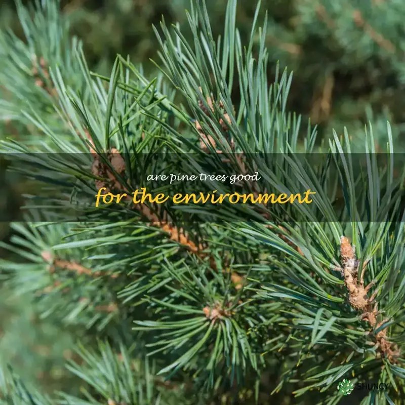 Discovering The Benefits Of Pine Trees For Our Environment