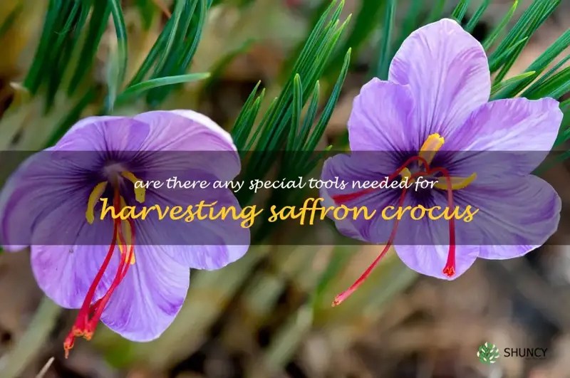Harvesting Saffron Crocus What Special Tools Are Needed? ShunCy