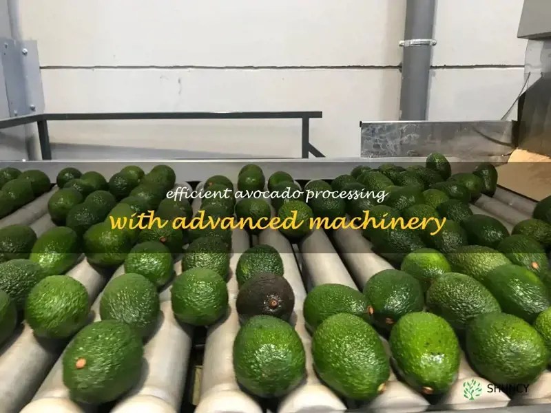 Efficient Avocado Processing With Advanced Machinery ShunCy