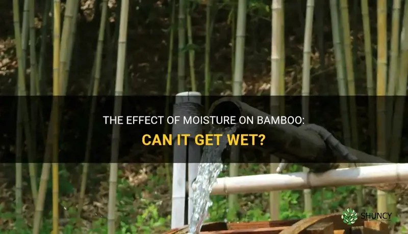 The Effect Of Moisture On Bamboo Can It Get Wet? ShunCy