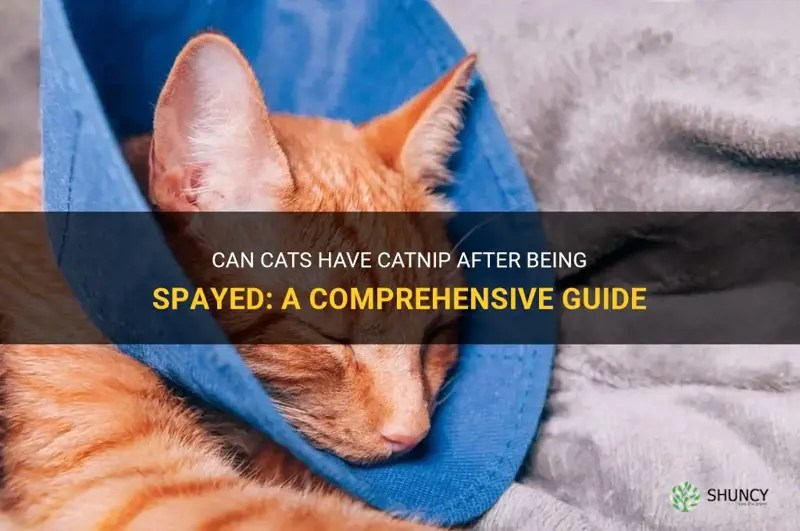 Can Cats Have Catnip After Being Spayed A Comprehensive Guide ShunCy