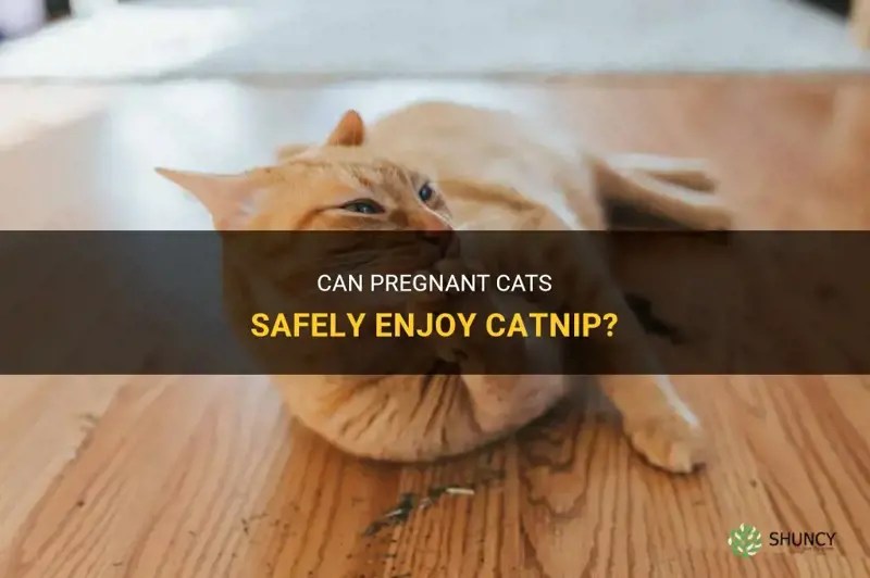 Can Pregnant Cats Safely Enjoy Catnip? ShunCy