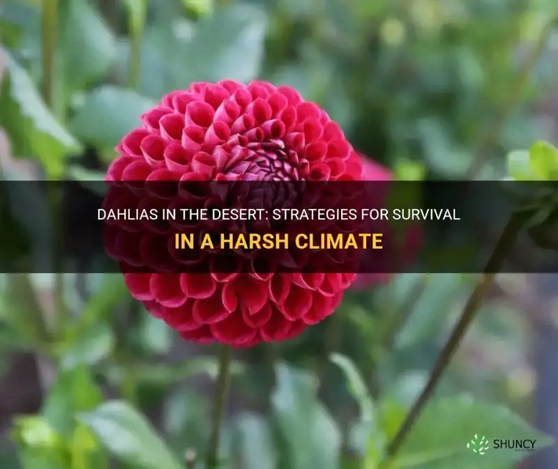 Dahlias In The Desert Strategies For Survival In A Harsh Climate ShunCy
