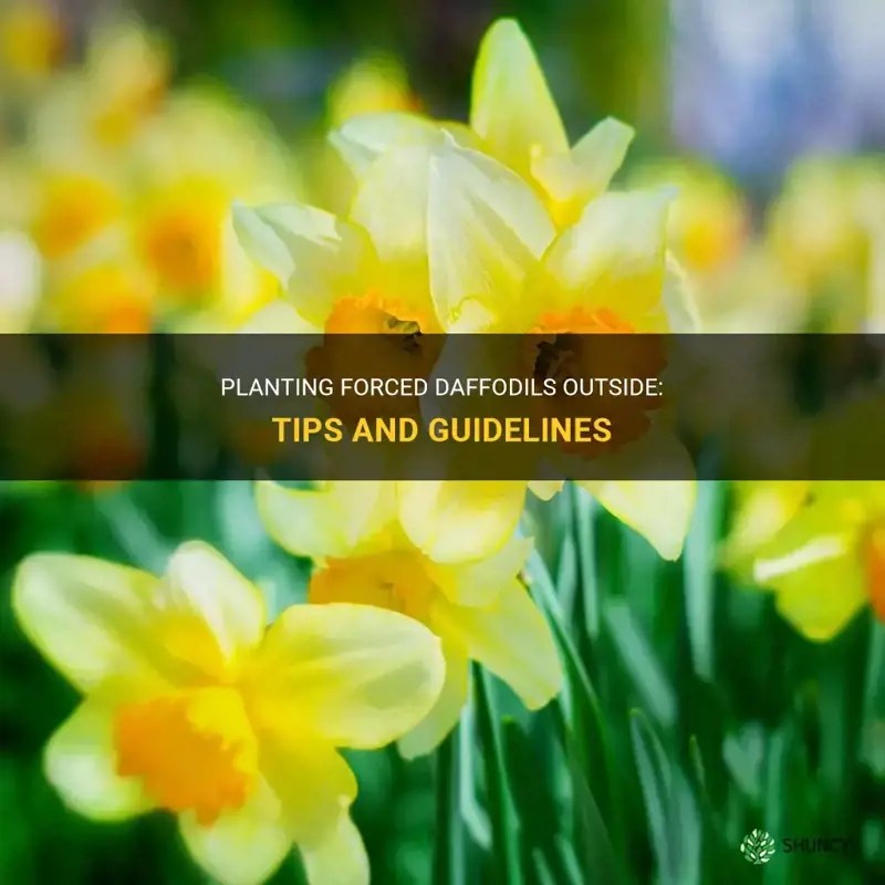 Planting Forced Daffodils Outside Tips And Guidelines ShunCy