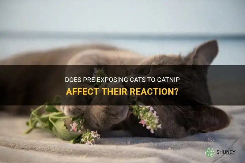 Does PreExposing Cats To Catnip Affect Their Reaction? ShunCy
