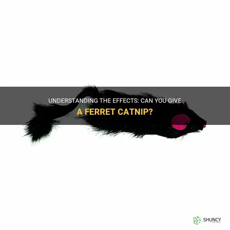 Understanding The Effects Can You Give A Ferret Catnip? ShunCy