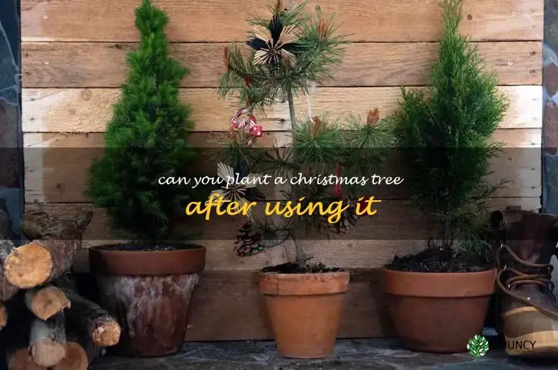 From Living Room To Backyard Can You Plant Your Used Christmas Tree