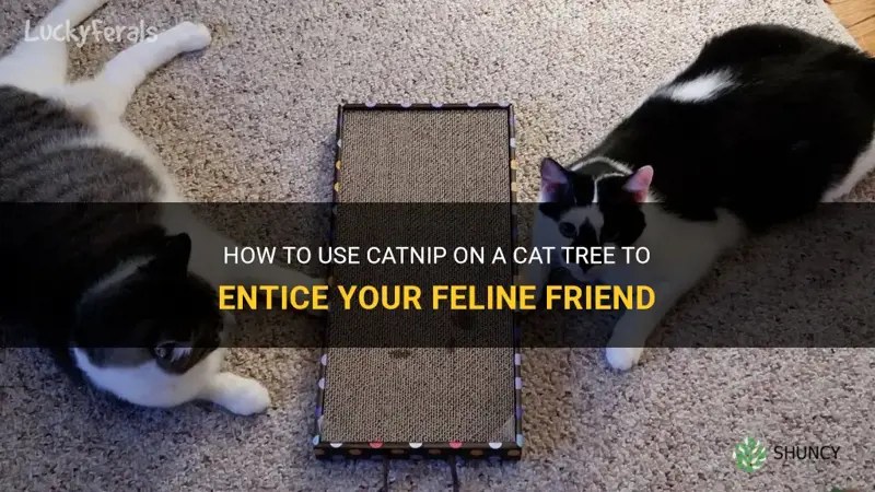 How To Use Catnip On A Cat Tree To Entice Your Feline Friend ShunCy