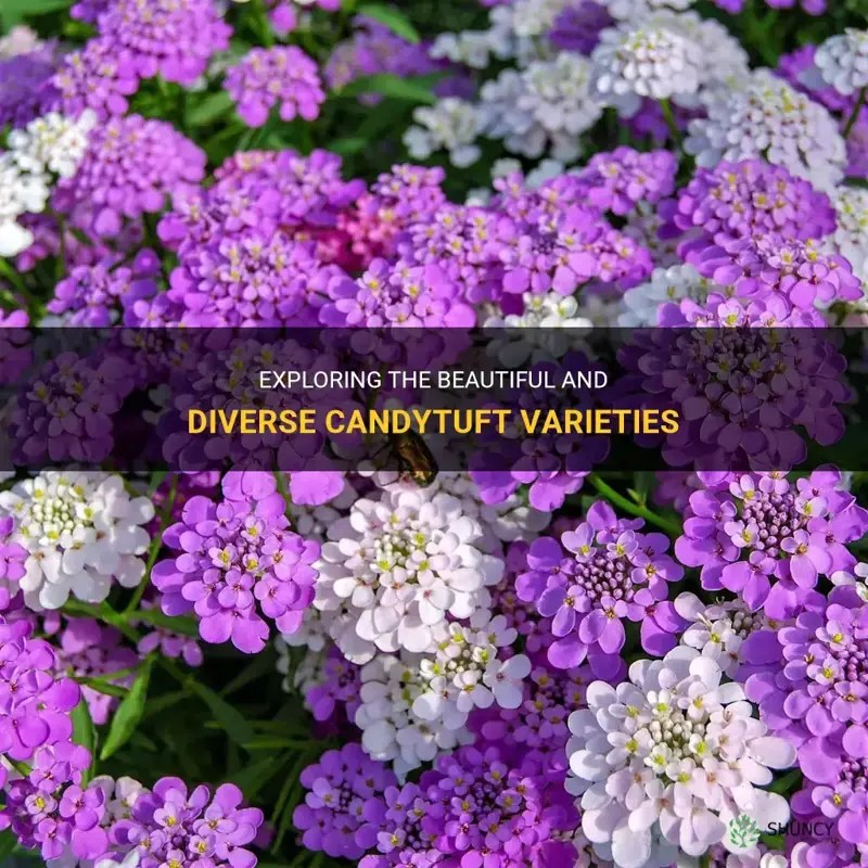 Exploring The Beautiful And Diverse Candytuft Varieties ShunCy