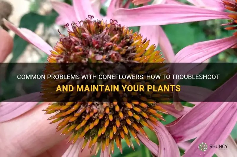 Common Problems With Coneflowers How To Troubleshoot And Maintain Your