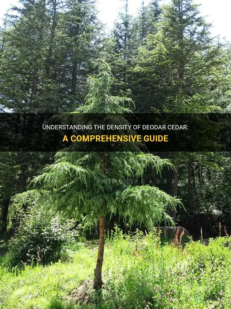 Understanding The Density Of Deodar Cedar A Comprehensive Guide ShunCy