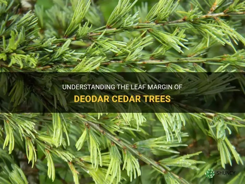 Understanding The Leaf Margin Of Deodar Cedar Trees ShunCy