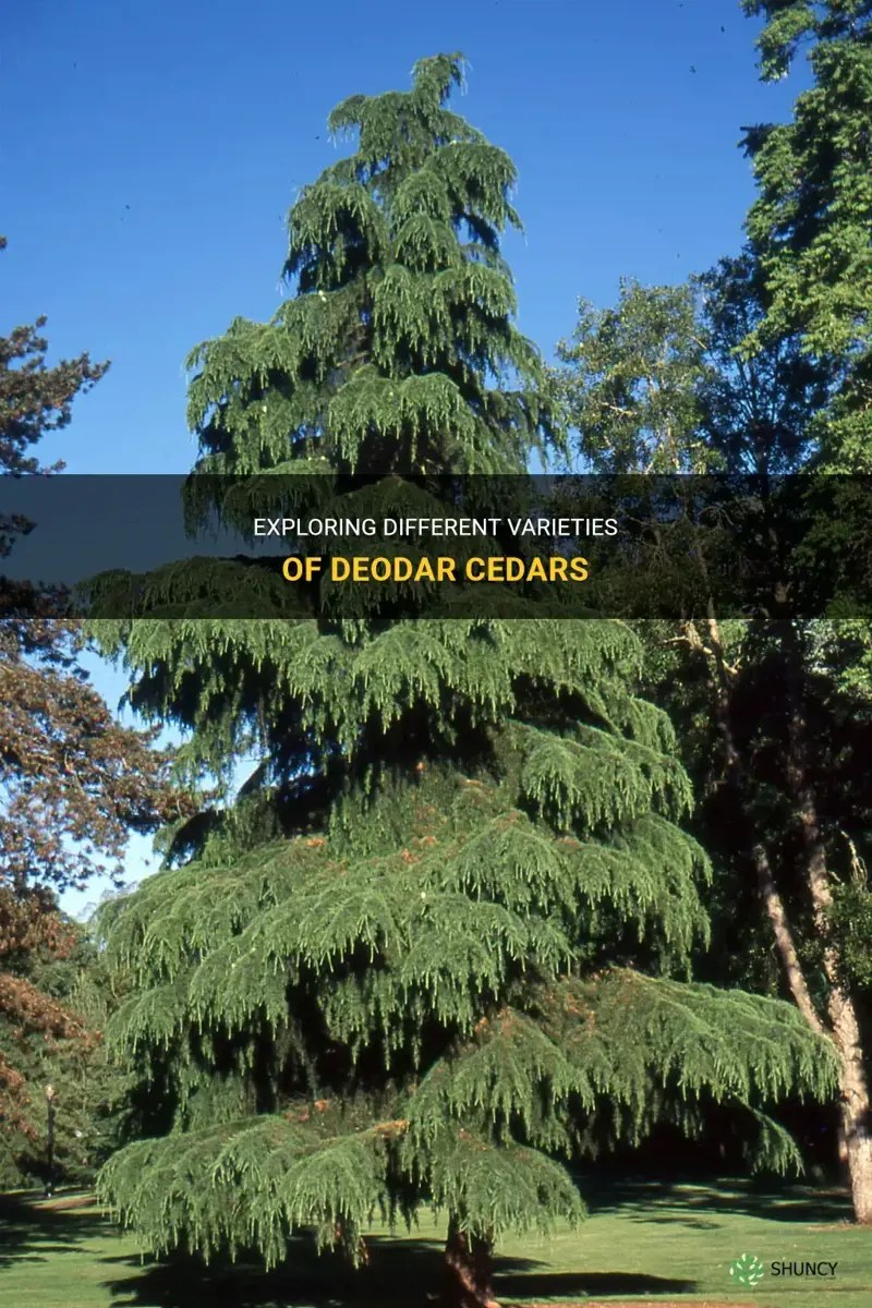 Exploring Different Varieties Of Deodar Cedars ShunCy