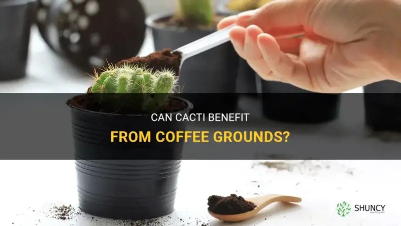 Can Cacti Benefit From Coffee Grounds? ShunCy