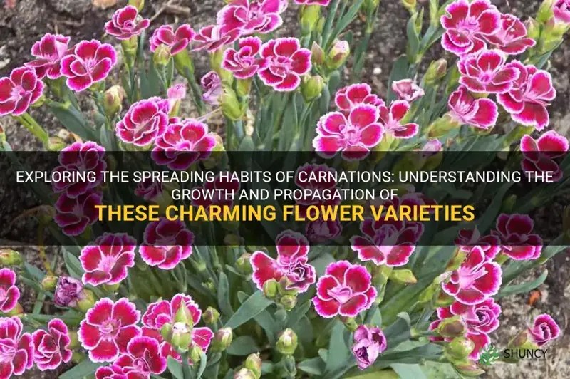 Exploring The Spreading Habits Of Carnations Understanding The Growth And Propagation Of These