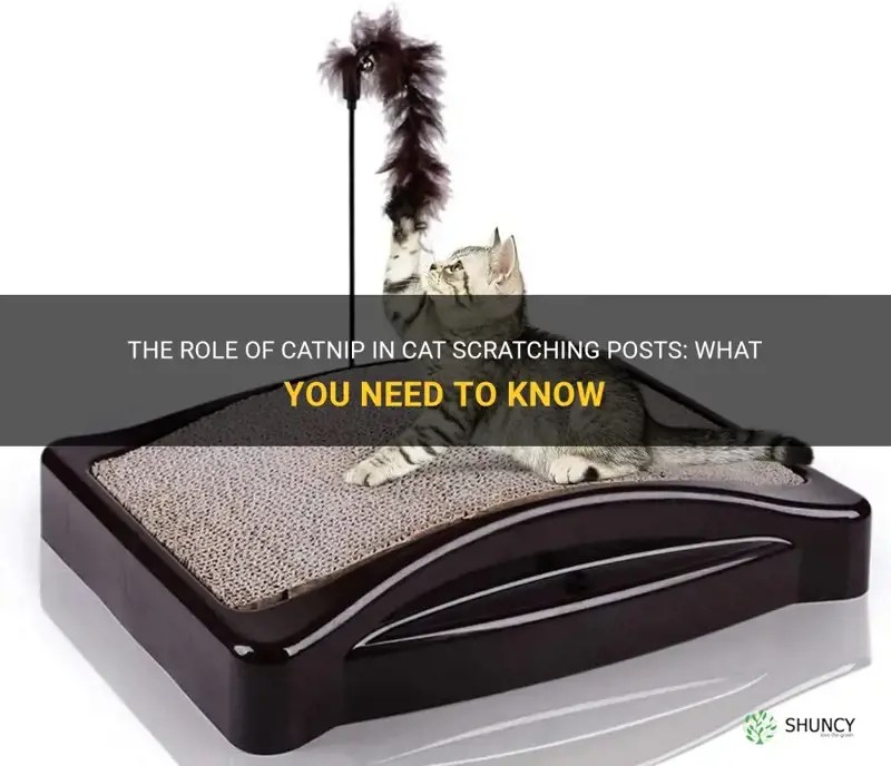 The Role Of Catnip In Cat Scratching Posts What You Need To Know ShunCy