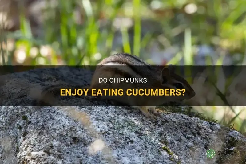 Do Chipmunks Enjoy Eating Cucumbers? ShunCy