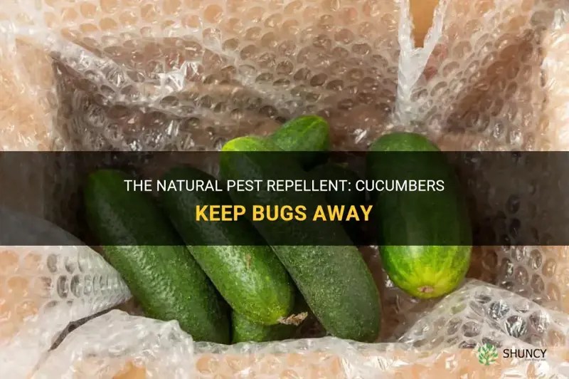 The Natural Pest Repellent Cucumbers Keep Bugs Away ShunCy