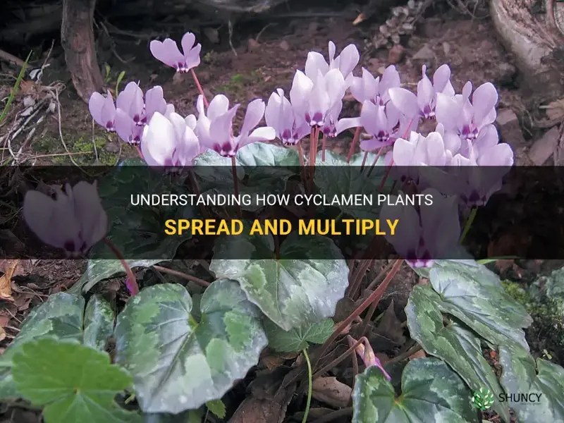 Understanding How Cyclamen Plants Spread And Multiply ShunCy