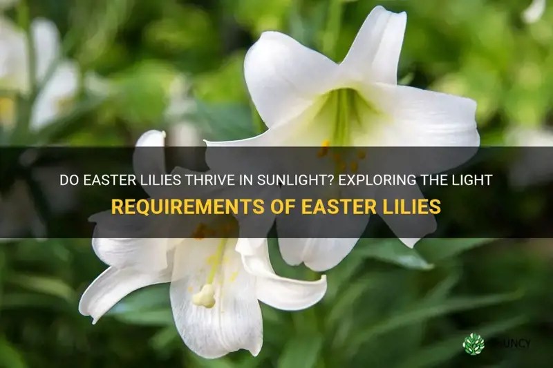 Do Easter Lilies Thrive In Sunlight? Exploring The Light Requirements