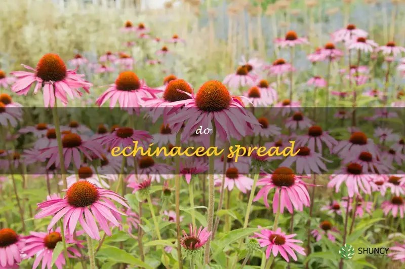 Does Echinacea Increase The Risk Of Spreading Illness? ShunCy