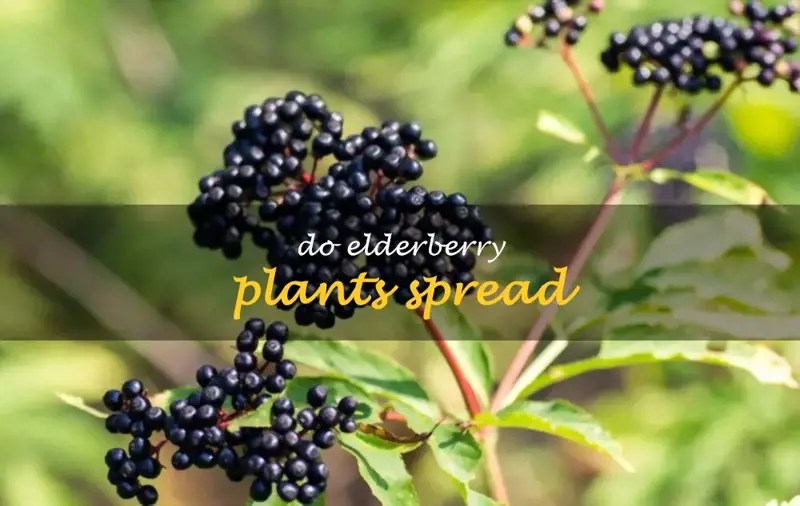 Do Elderberry Plants Spread ShunCy