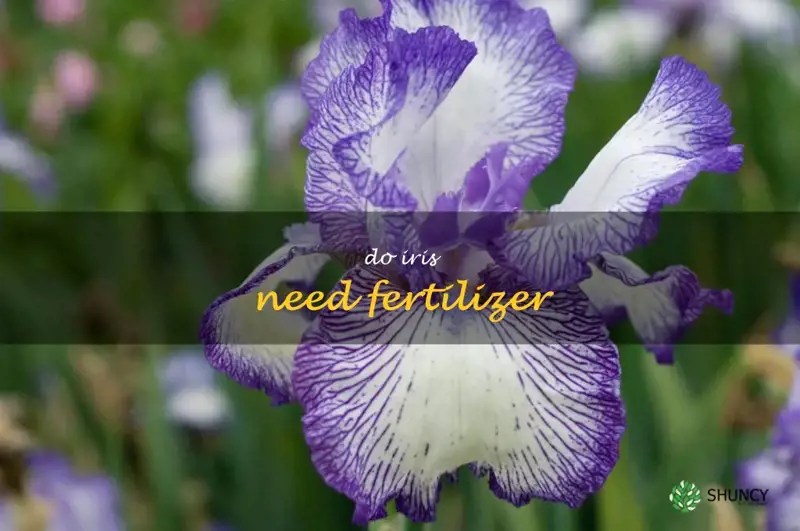 How To Fertilize Your Iris For Optimal Growth ShunCy