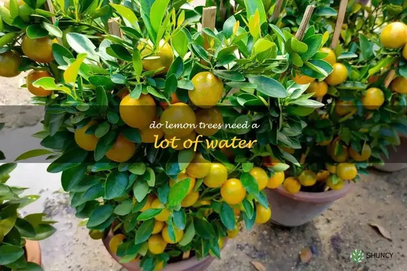 The Surprising Water Needs Of Lemon Trees How Much And How Often Do