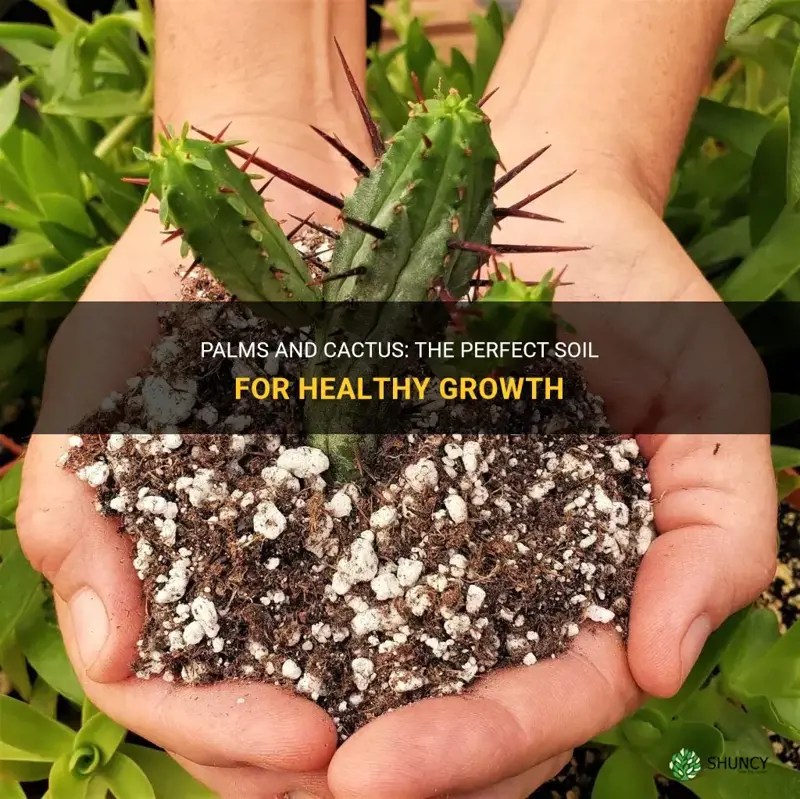 Palms And Cactus The Perfect Soil For Healthy Growth ShunCy