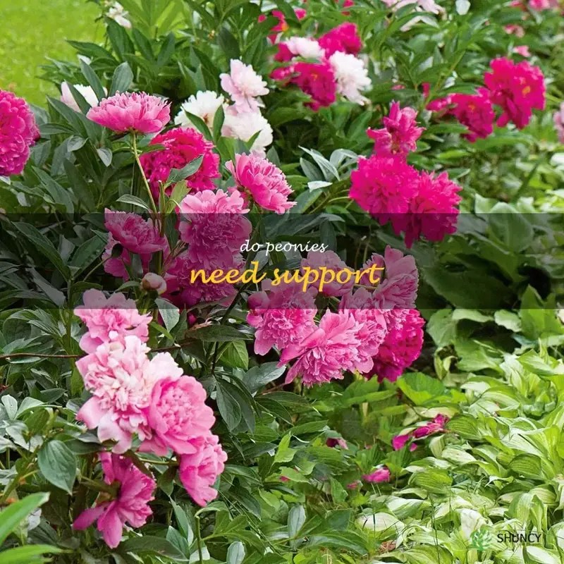How To Support Your Peonies For Optimal Growth ShunCy