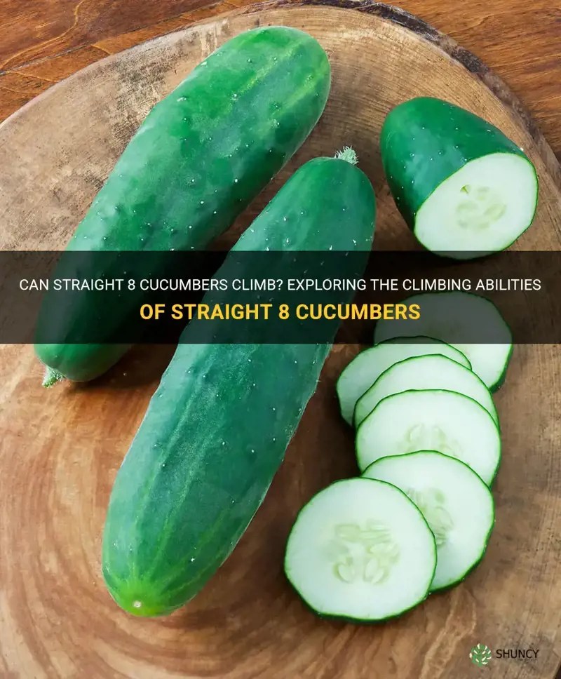 Can Straight 8 Cucumbers Climb? Exploring The Climbing Abilities Of Straight 8 Cucumbers ShunCy
