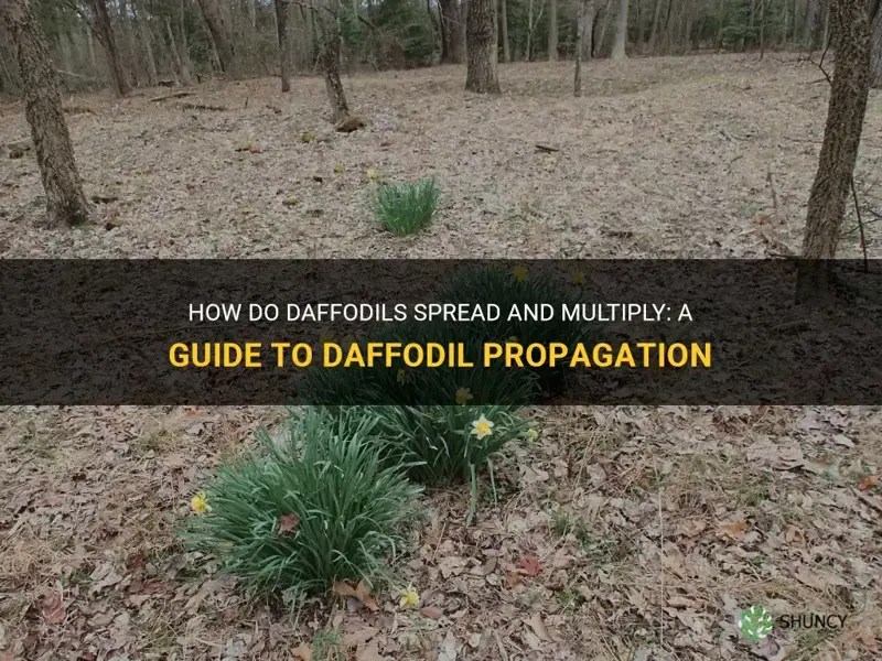 How Do Daffodils Spread And Multiply A Guide To Daffodil Propagation