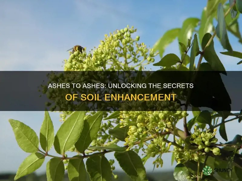 Ashes To Ashes Unlocking The Secrets Of Soil Enhancement ShunCy