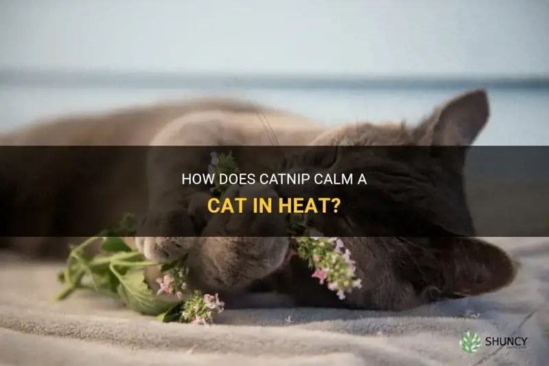 How Does Catnip Calm A Cat In Heat? ShunCy