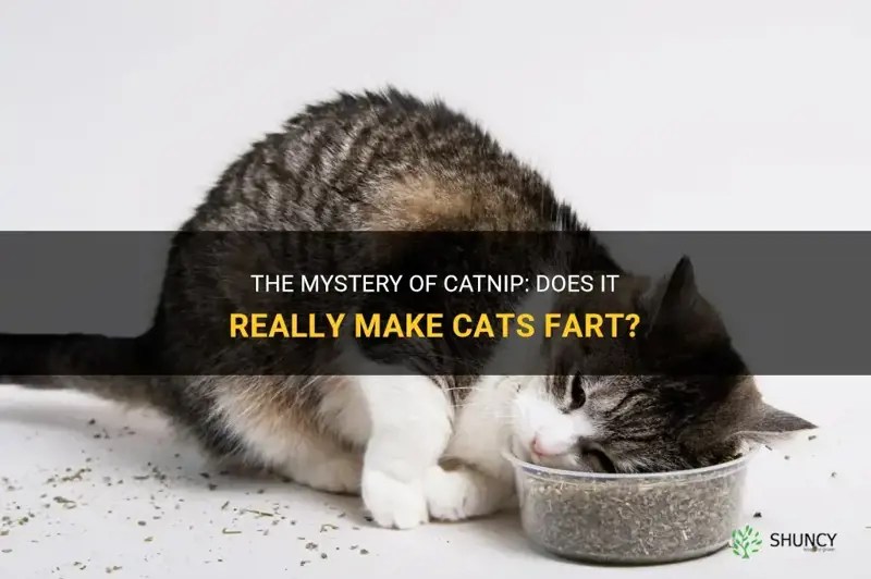 The Mystery Of Catnip Does It Really Make Cats Fart? ShunCy