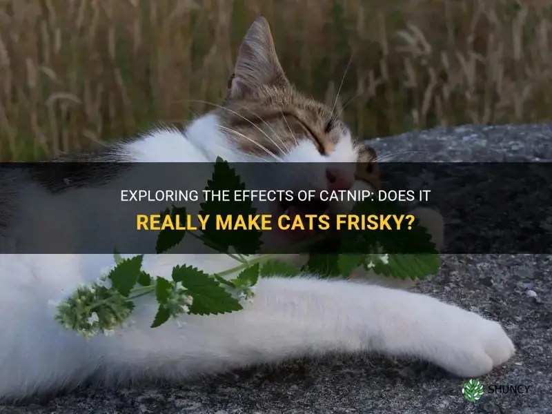 Exploring The Effects Of Catnip Does It Really Make Cats Frisky? ShunCy