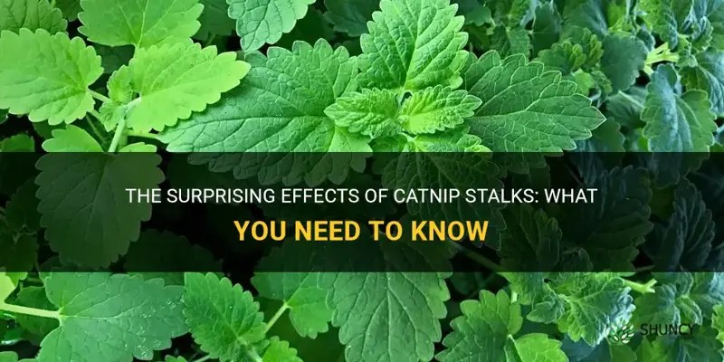 The Surprising Effects Of Catnip Stalks What You Need To Know ShunCy