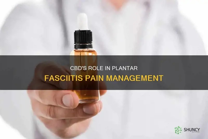 Cbd's Role In Plantar Fasciitis Pain Management ShunCy