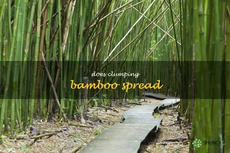 Exploring The Myth Does Clumping Bamboo Really Spread? ShunCy