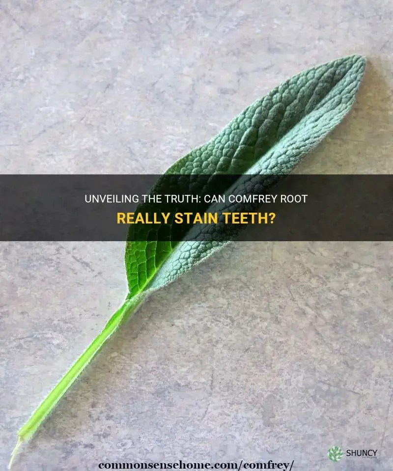 Unveiling The Truth Can Comfrey Root Really Stain Teeth? ShunCy