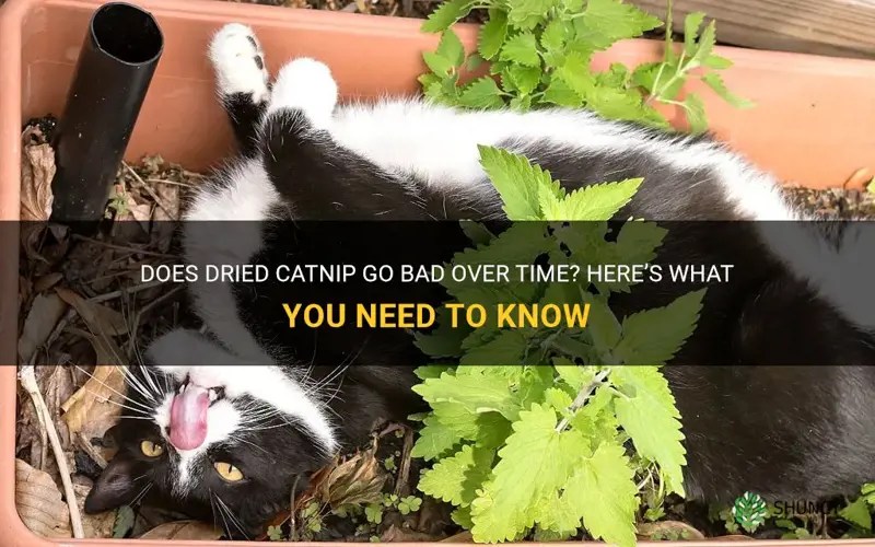 Does Dried Catnip Go Bad Over Time? Here’S What You Need To Know ShunCy