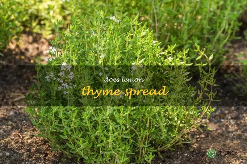 Using Lemon Thyme To Brighten Up Your Garden How To Get It To Spread