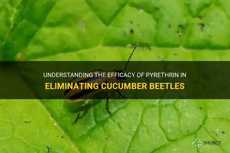 Understanding The Efficacy Of Pyrethrin In Eliminating Cucumber Beetles