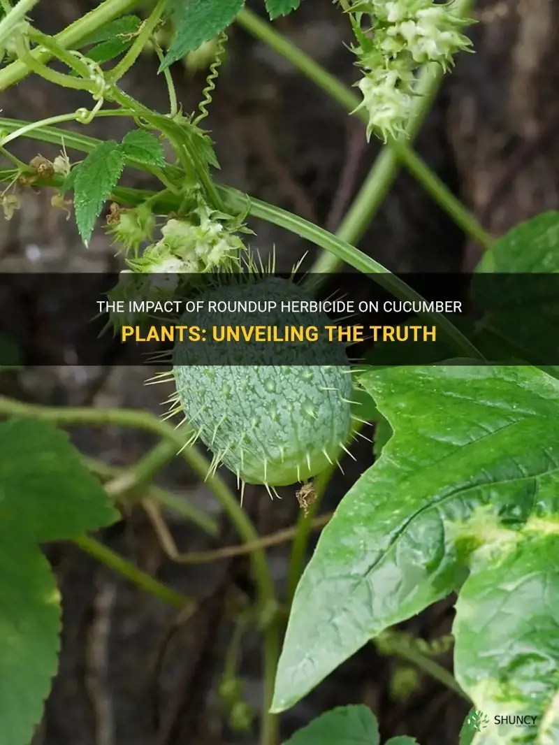 The Impact Of Roundup Herbicide On Cucumber Plants Unveiling The Truth ShunCy