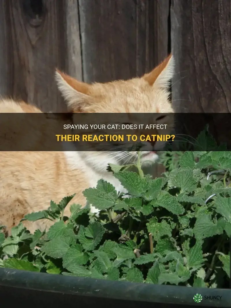 Spaying Your Cat Does It Affect Their Reaction To Catnip? ShunCy