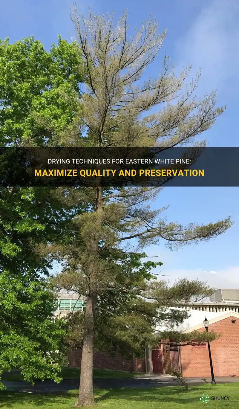 Drying Techniques For Eastern White Pine Maximize Quality And